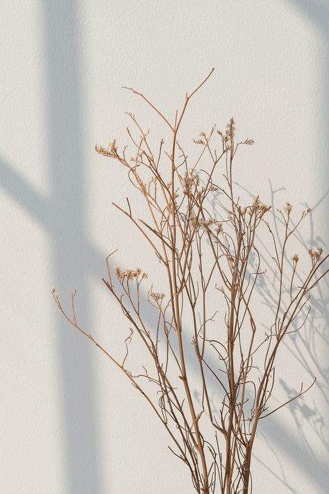 Dried white statice flower with a window shade on a white wall | premium image by rawpixel.com / Teddy Rawpixel Statice Flower, White Statice, Flower Gypsophila, Baby Breath Flower, White Flower Wallpaper, Dried Gypsophila, Phone Wallpaper Pastel, White Feed, Minimalist Wallpaper Phone