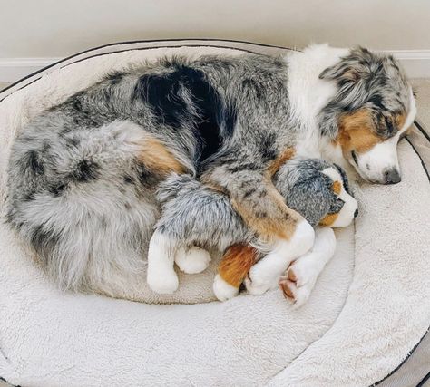 Regnul Animal, Bernedoodle Puppy, Cute Dogs Images, Very Cute Puppies, Aussie Puppies, Aussie Dogs, Super Cute Puppies, Cute Dog Photos, Cute Animals Puppies