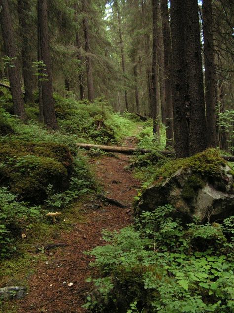 Sweden Forest, Sweden Landscape, Forest Ground, Carpathian Forest, Bavarian Forest, Hiking Photography, Forest Hill, Forest Path, Woodland Scene