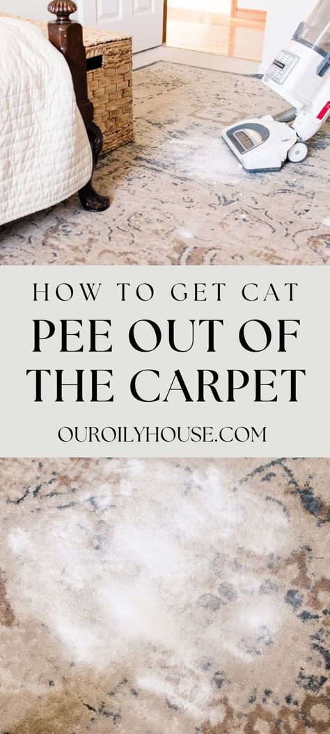 Cat Urine Out Of Carpet, Cat Pee Out Of Carpet, Pee Out Of Carpet, Urine Out Of Carpet, Best Carpet Cleaning Solution, Cleaning Cat Urine, Cleaning Pet Urine, Pet Urine Smell, Cat Urine Remover