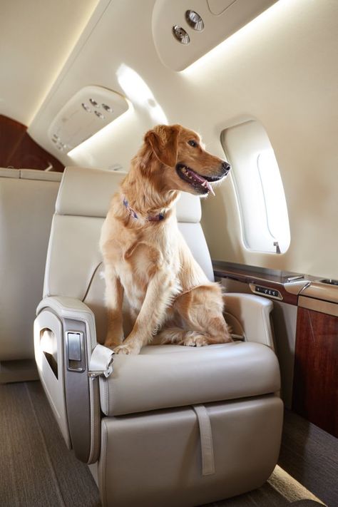 I got a coasy seat in the First class section of the airplane. Now I'm just enjoying the view. What a magnificent scenery! Dog On Private Jet, Dogs On Airplanes, Travel With Pets, Dog On Plane, Plane Vibes, Dogs On Planes, Jets Privés De Luxe, Private Jet Travel, Golden Retriever Baby