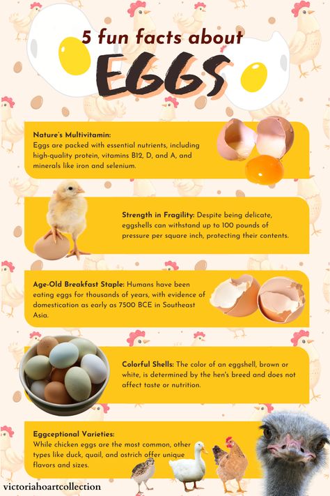 This is the 7th and final infographic about eggs. I enjoyed creating them because I feel more educated about this daily staple.  I am brainstorming ideas for the next (I have some ideas) and future series.  Please let me know if you have suggestions.  #egg #nutrition #facts #eggshells #chicken #quail #ostrich #duck #EggcellentFacts #EggspertKnowledge #EggcitingTrivia #EggceptionalFacts #EggstraordinaryInfo #EggcellentEggs #EggcellentFacts #EggcellentEggFacts #EggcitingFacts #EggstraordinaryEggs Egg Facts, Egg Nutrition Facts, Egg Nutrition, Eating Eggs, High Quality Protein, Learning Graphic Design, Chicken Eggs, The Egg, Egg Shells