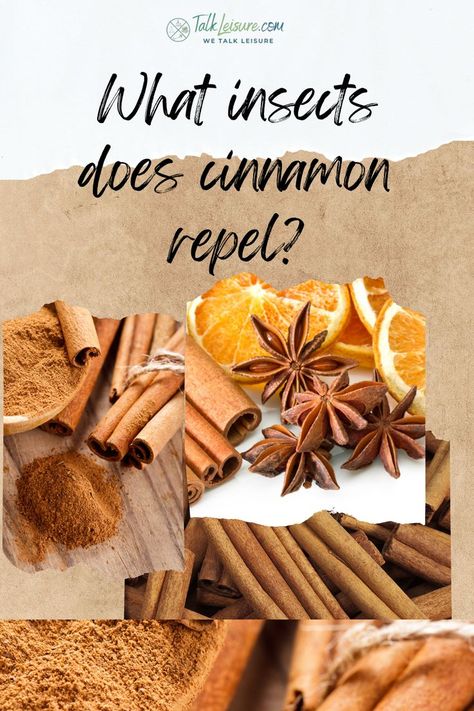 What insects does cinnamon repel? Cinnamon Mosquito Repellent, Mouse Repellent Diy Cinnamon, Cinnamon Bug Spray, Cinnamon Spray For Bugs, Cinnamon Bug Repellent, Spider Repellent Diy, Homemade Spider Spray, Spiders Repellent Diy, Diy Bug Repellent Spray