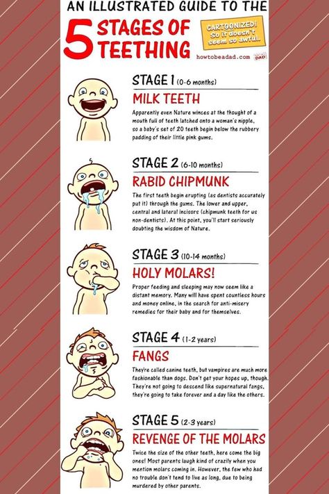 Here is the guide of teething stages. Teething Stages, Teething Baby, Baby Information, Baby Facts, Black Color Hairstyles, Color Hairstyles, Pregnancy Symptoms, First Tooth, Newborn Care