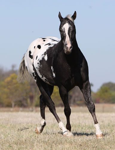 Black Appaloosa, Horse Herd, Horse Pics, Rasy Koni, Appaloosa Horse, Paint Horse, Appaloosa Horses, Horse World, Horse Crazy