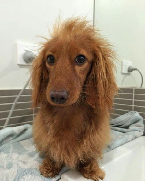 Long Hair Dashhound, Dachshund Puppy Long Haired, Brown Dachshund, Long Haired Dogs, Dachshund Mom, Long Haired Dachshund, Dog Essentials, Funny Dachshund, Weenie Dogs