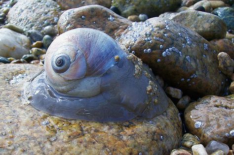 Cape Cod Canal Moon Snail. At the north end of the Cape Cod Canal is a beach full of naturally tumbled rocks. I love this spot to hunt for interesting rocks and creatures. At my last visit I spotted this moon snail who was out in the open among the wet rocks. I feel the swirl of it's shell seems to look right at me. ~ via Kim on Flickr Tumbled Rocks, Moon Snail, Sea Life Creatures, Animal Tarot, Water Creatures, Sea Dream, Water Animals, Snail Shell, Ocean Life