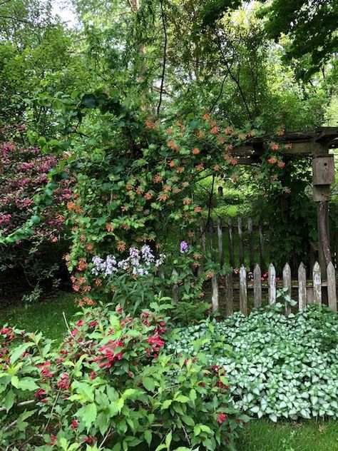 Ohio Gardening, Easy Garden Ideas Landscaping, Ohio Garden, Dappled Willow, Hydrangea Paniculata, Fine Gardening, Small Ponds, Northeast Ohio, Woodland Garden