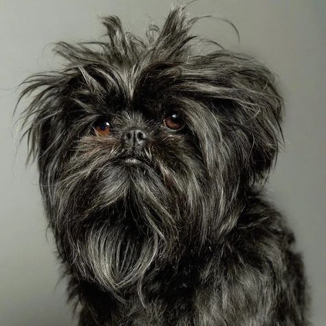 14 Peachy Facts About Affenpinschers - PetPress Affenpinscher Puppy, Affenpinscher Dog, Puppy Tattoo, Guard Dog Breeds, Griffon Dog, Retro Bedroom, Unique Dog Breeds, Every Dog Breed, Disabled Dog