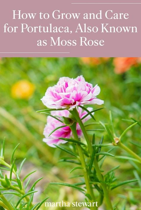 Portulaca, also known as Moss Rose or Sun Rose, makes for a beautiful addition to any garden. The colorful annual is somewhat easy to grow, and will be a welcome addition to your flower garden. #rosegarden #gardening#gardenideas#garden#flowergarden#marthastewart#annuals Double Flower Moss Rose, Moss Rose Garden Ideas, Moss-rose Purslane, Moss Roses, Portulaca Grandiflora, Landscaping With Roses, Growing Moss, Flowering Succulents, Outside Plants