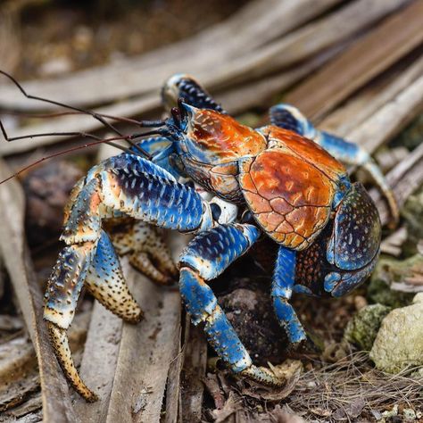 Robber Crab, Coconut Crab, Crab Tattoo, Christmas Island, Hermit Crabs, Crab And Lobster, Amazing Animal Pictures, Molluscs, Animal Guides