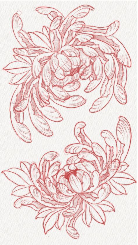 Japanese Wrap Around Tattoo, Oni Flower Tattoo, Mugunghwa Flower Tattoo, Japanese Mum Tattoo, Peony Illustration Tattoo, Japanese Traditional Chrysanthemum, Crysthanamum Flowers Tattoo, Chrisanthiums Flowers Tattoos, Chrysanthemum Tattoo Drawing