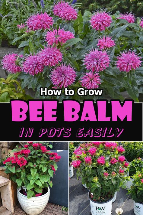 Allotment Planning, Bee Balm Plant, Garden Core, Backyard Beehive, Bee Balm Flower, Full Sun Flowers, Container Vegetables, Plants Outdoor, Healing Plants