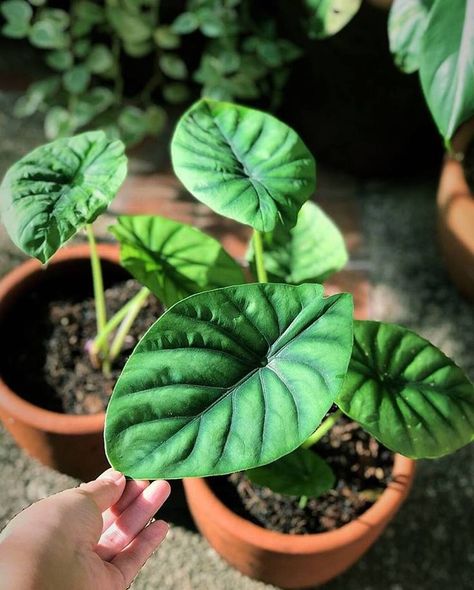 Fast Growing Indoor Plants Green Shield, Once In A Blue Moon, Turtle Shell, Plant Collection, A Unicorn, Rare Plants, Super Excited, Wish List, Blue Moon