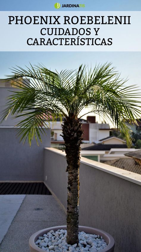 Desde Jardinatis os contamos los principales cuidados de la Palmera de Roebelen, una palmera que se puede utilizar para tener plantada en maceta tanto en interior como en exterior. @jardinatis #PalmeradeRoebelen #phoenixroebelenii #palmera #palmerapequeña #jardinería #jardinatis #cuidados #mantenimiento Plantas Exterior, Ideas Para Decorar Jardines, Cactus Plants, Cactus, Exterior, Plants