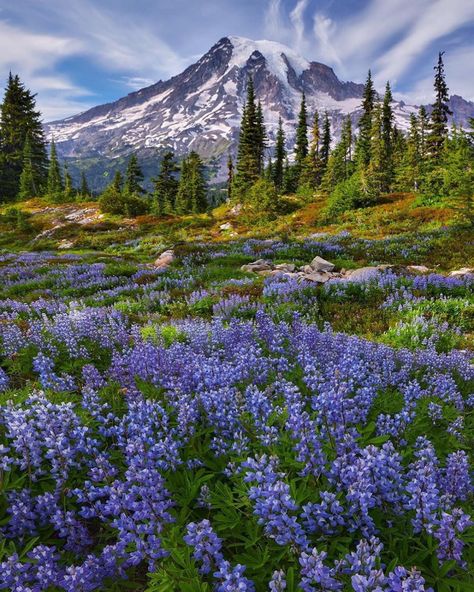 Aaron Reed Luxury Fine Art (@aaronreedphotography) • Instagram photos and videos My Rainier, Mt Rainier National Park, P Words, Mt Rainier, Rainier National Park, Stained Glass Diy, Seattle Washington, Mount Rainier, Senior Pictures