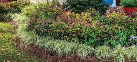 This garden has a secondary frame, with the soft foliage of ‘Everoro’ EverColor®️️️️️ Carex edging the entire bed. Southern Living Plant Collection, Southern Living Plants, Edging Plants, Spring Planting, Southern Garden, Landscape Design Plans, Garden Plans, Spring Plants, Formal Gardens