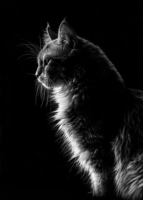 Black Cat Drawing, Nikon D810, Black Paper Drawing, Cat Model, Black Paper, Cat Drawing, White Ink, The King, Pet Birds