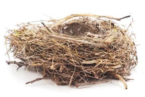 A bird nest against a white background. © Getty House Sparrow Nest, Sparrow Nest, Grey Squirrel, Harvest Mouse, Urban Tree, Chaffinch, House Sparrow, Conifer Trees, And July