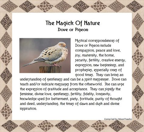 The Magick Of Nature. Dove or Pigeon. Dove Spirit Animal, Pigeon Meaning Spiritual, Pigeon Symbolism, Witchcraft Meaning, Crow Spirit Animal, Spiritual Animals, Animal Totem Spirit Guides, Spirit Animal Meaning, Totem Animals