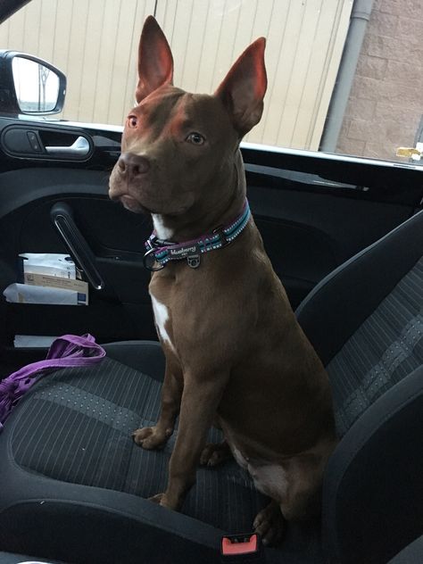 Meet Luna my pitbull/chihuahua mix http://ift.tt/2h4ZuOZ Pitbull Chihuahua Mix, Pitbull Mix Puppies, Puppy Time, Types Of Coats, Long Drive, Chihuahua Mix, Pitbull Mix, Medium Sized Dogs, Mixed Breed