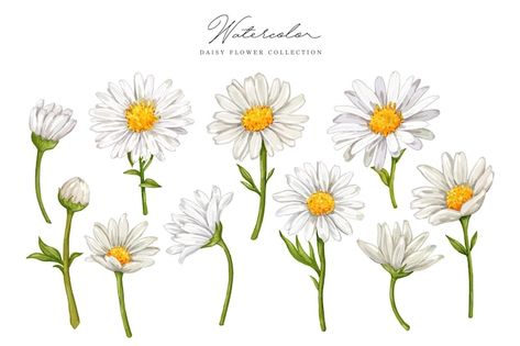 Daisy Flower Drawing, Daisy Illustration, Daisy Drawing, Seni Pastel, Daisy Art, Daisy Tattoo, Daisy Painting, Flower Sketches, White Daisies