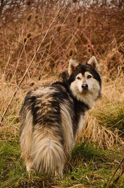 Giant Malamute, Northern Inuit, Siberian Dog, Northern Inuit Dog, Malamute Husky, Malamute Dog, Tibetan Mastiff, Siberian Huskies, Snow Dogs