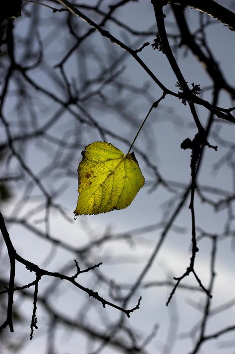 the last leaf standing Sheds Ideas Backyard, The Last Leaf, Single Leaf, Leaf Photography, Wallpaper Earth, Beautiful Sights, Background For Photography, Love Images, Belleza Natural