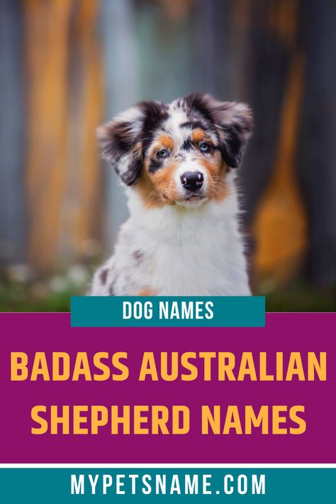 If your dog is more badass than cute, you need a more powerful and punchy name to suit them down to the ground. You can find inspiration for badass Australian Shepherd names anywhere, from Greek mythology, to popular culture and elements of nature. Check out our ideas. Names For Australian Shepherds, Australian Mountain Dog, Aussie Dog Names, Cute Funny Names, Australian Dog Names, Puppy Girl Names, Aussie Shepherd Puppy, Corgi Mix Puppies, Australian Names