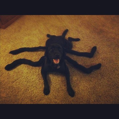 Black Widow-Lab. Halloween costume next year? | HOLIDAY / deco ... Black Lab Halloween Costumes, Lab Halloween Costumes, Cute Dog Halloween Costumes, Dog Spider Costume, Halloween Costumes For Big Kids, Best Dog Costumes, Spider Dog, Pet Halloween Costumes, Lab Dogs