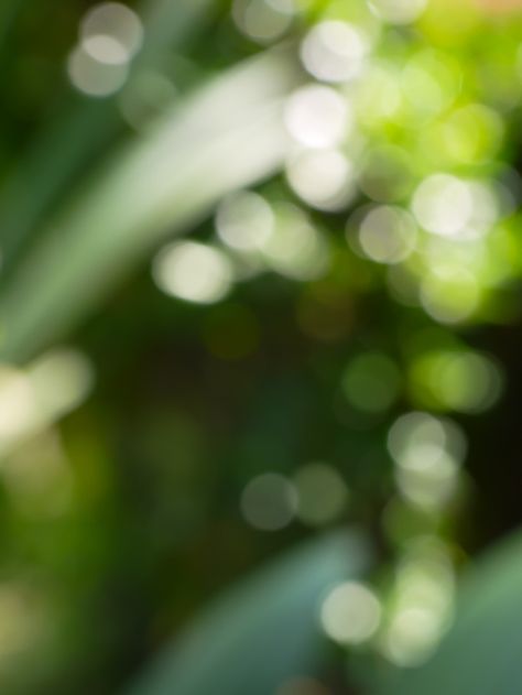 Green nature bokeh abstract background P... | Premium Photo #Freepik #photo #background Mushroom Background, Zicxa Photos, Background Bokeh, Christmas Abstract, Photography Water, Levitation Photography, Photography Macro, Picture Editing Apps, Nature Background Images