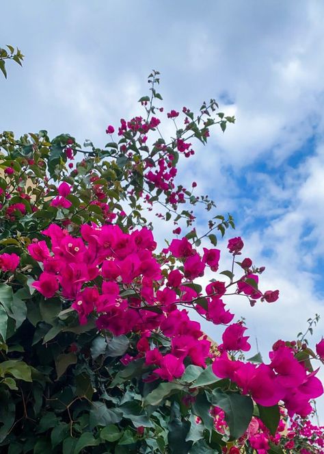 Flowers Sky Aesthetic, Buganvilla Flower, Buganvilla Aesthetic, Sky Flowers Wallpaper, Rose Asthetics Photos, Flower Tree Aesthetic, Flower Asthetics Photos, Garden Snap, Cloud Garden