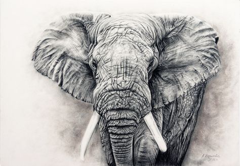 ArtStation - Elephant in charcoal, Anastasia Korikova Elephant Line Drawing, Elephant Black And White, African Bush Elephant, Biggest Elephant, Black Paper Drawing, Elephant Drawing, Charcoal Art, Big 5, Drawing Digital