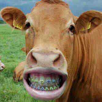 Mooo ~  you like my cool Braces!! ? :D   :)) Braces, Cow