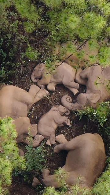 Elephants Paradise 🐘 on Instagram: "Volume ⬆️ for elephant snores. 🥰 Credit @ourplanet #elephantzparadise" Black Sofa Living Room, Science Girl, Herd Of Elephants, Asian Elephant, Very Tired, Animal Facts, In The Wild, Aerial View, Animals Beautiful