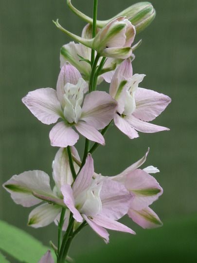 herbaceous perennials : Rocket Larkspur Larkspur Photography, Rocket Larkspur, Larkspur Plant, Gardening Photos, July Birth Flower, Larkspur Flower, Daylily Garden, Garden Picture, Flower Identification