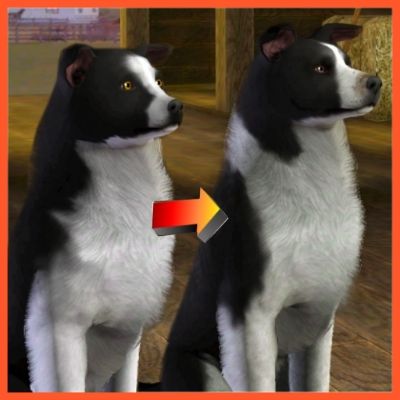 Border Collie Improved by LittleV - The Exchange - Community - The Sims 3 Sims 3 Pets, Sims Horses, The Sims 3 Pets, Sims Pets, Ts3 Cc, Sims 3 Cc Finds, Sims 3 Mods, Dog Drawings, 3 Dogs