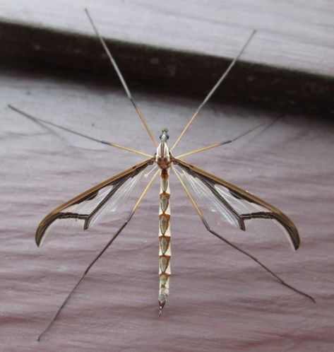 Pedicia albivitta (Giant Eastern Crane Fly) from 20 Hitchcock Rd, Rockingham, VT on September 13, 2013 by joannerusso. attracted to the light. · iNaturalist Crane Fly, Cool Bugs, Flying Insects, Arachnids, Love Bugs, Aesthetic Art, The Light, Bugs, Insects