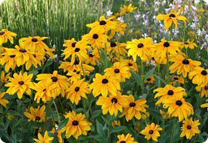 Rudbeckia Hirta, Garden Tags, Herbaceous Border, Texas Gardening, Red Plants, Sunflower Garden, Side Garden, Pollinator Garden, Annual Flowers