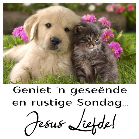 Vriendskap Quotes Afrikaans, Afrikaanse Quotes, Goeie More, Good Night Blessings, Good Night Sweet Dreams, Night Quotes, Cute Animal Photos, Good Night Quotes, Animal Photo