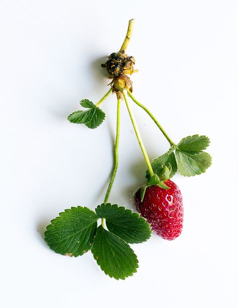 Strawberry Plant Photography, Plants Reference, Pasta Bread, Sandwich Lunch, Strawberry Plant, Bread Sandwich, 달력 디자인, Plant Study, Berry Plants