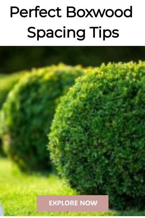 Neatly trimmed boxwood shrubs in a garden with text 'Perfect Boxwood Spacing Tips' and a call-to-action button 'EXPLORE NOW' Curved Boxwood Hedge, Boxwood Arrangements, Boxwood Landscaping Front Yard, Landscaping With Boxwoods, Baby Gem Boxwood, Winter Gem Boxwood, Stunning Landscaping, Wintergreen Boxwood, Green Mountain Boxwood