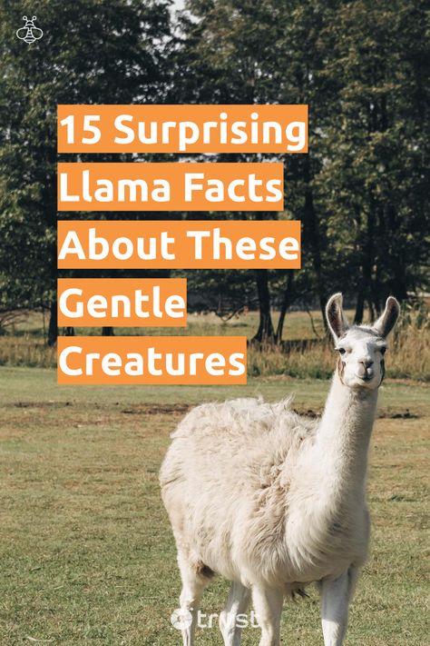 "15 Surprising Llama Facts About These Gentle Creatures"- Uncover fascinating llama facts, from their distinct features to their social behavior, natural habitat in South America, dietary habits, and exceptional reproductive process. Explore peculiarities about these animals, their conservation status, and how they contribute to textile sustainability. Prepare to delve into the world... #trvst #facts #biodiversity #sustainability #conservation #natural #animals #explore #planet #biology Animals Of South America, Natural Animals, Llama Face, Dragon Eggs, Farm Stuff, Therapy Animals, Social Behavior, Land Management, Surprising Facts