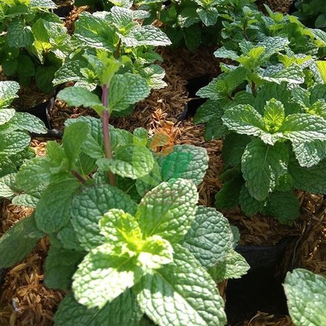 Jual Bibit Daun Mint, bibit tanaman satu ini memang sering dijadikan sebagai tanaman toga untuk mengilangkan bau mulut #mint #daunmint -------- Melayani Eceran, Grosir, dan Proyek WA: +6285730130718 | Online 24 Jam! Lokasi Kebun: Kab. Nganjuk, Jawa Timur   #bibitbuah #agrobibit #garden #jualbibit #berkebun #jawatimur #bertanam #petani #tabulampot #jawabarat #jakarta #bandung #jawa #trubus Tanaman Toga, Daun Mint, Plant Leaves, Mint, Plants, Quick Saves