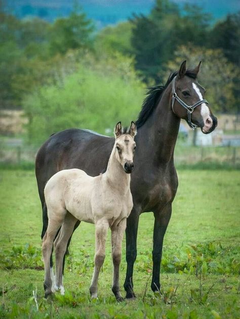 Mom and foal Horse Markings, Horse Inspiration, Horse Wallpaper, Most Beautiful Horses, Baby Horses, Majestic Horse, Horse World, Cat Character, Sport Horse