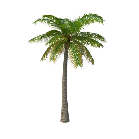 Palm Tree Wallpaper, Palm Tree Png, Palm Trees Wallpaper, Makeup Wallpapers, Aesthetic Png, Tree Png, Tropical Tree, Tree Images, Tree Wallpaper