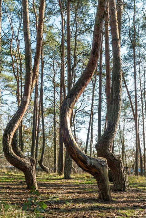 Crooked Forest - village of Nowe Czarnavo - Protected national monument of Poland Crooked Forest, Forest Village, Forest Photography, National Monuments, Poland, Monument, Garden Design, Trees, Forest