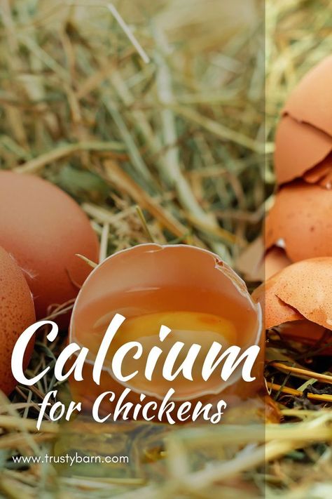 Calcium for Chickens: Why and How Chicken Health, Raising Chickens, A Chicken, Bone Health, Egg Shells, Bones, Chicken, Canning, Health