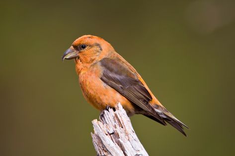 Scottish Birds, Uk Birds, Pine Tattoo, Scottish Animals, House Protection, Mother Feeding, David Wood, Claim To Fame, Cairngorms National Park