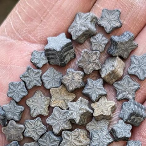 Sean Rice on Instagram: "A galaxy of stars in the palm of my hand. Found yesterday on the river foreshore; tiny crinoid segments or ossicles, pieces of a plant-like creature that lived around 190 million years ago in the Jurassic and still has living relatives in our oceans today #fossils #fossilhunting #crinoids #crinoid #jurrrassic #naturalhistory #nature #stars" Fossils Aesthetic, Prehistoric Aesthetic, Crinoid Fossil, Living Fossil, Rock Hunting, Ocean Treasures, Pretty Rocks, Cool Rocks, Rocks And Gems